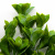 Трава искусственная -1, шт (эвкалипт лист 32 см/8 см)				 - купить в Таганроге. Цена: 169.93 руб.