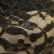 Кружевное полотно XD LACE 1-4, 80 гр/м2, шир.150см, цвет чёрный - купить в Таганроге. Цена 245.94 руб.